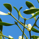 European Mistletoe
